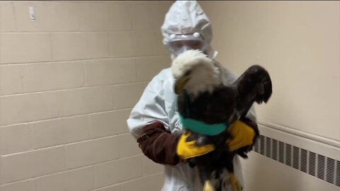 Bald eagle dies after being shot in Wisconsin