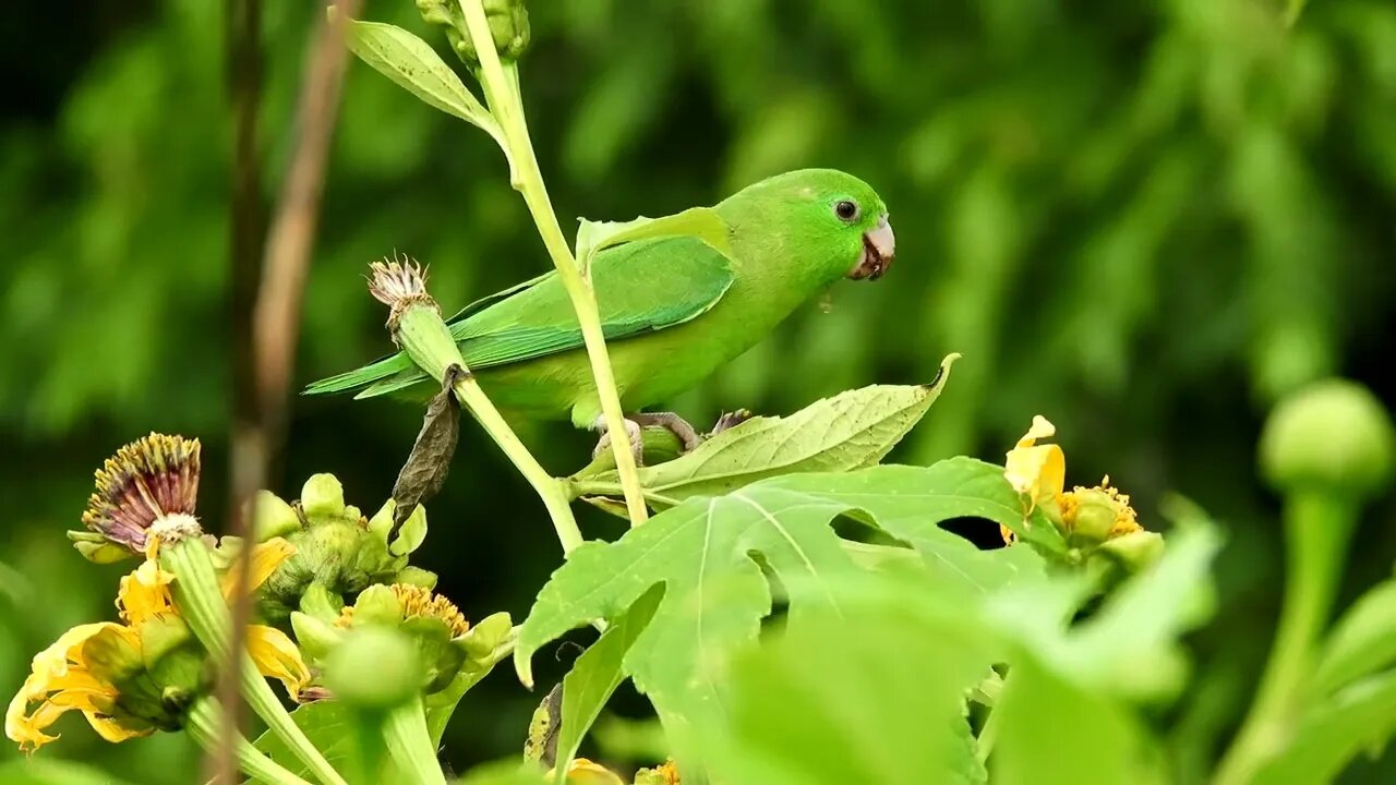 Nature