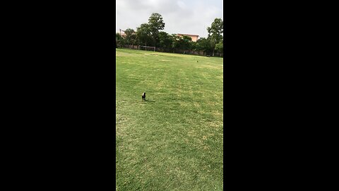 crow on field