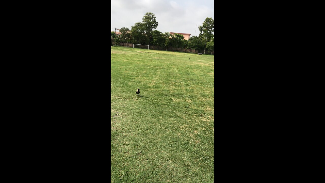 crow on field