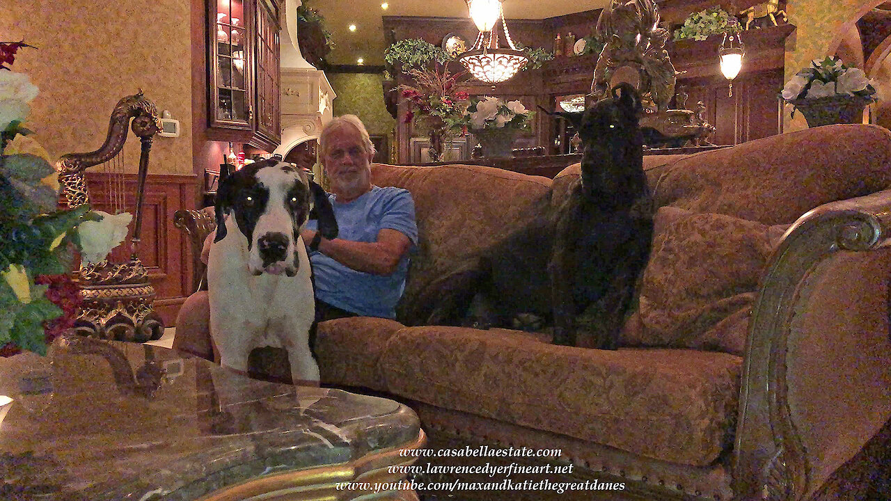 Adorable Great Danes Are Lovable Lap Dogs