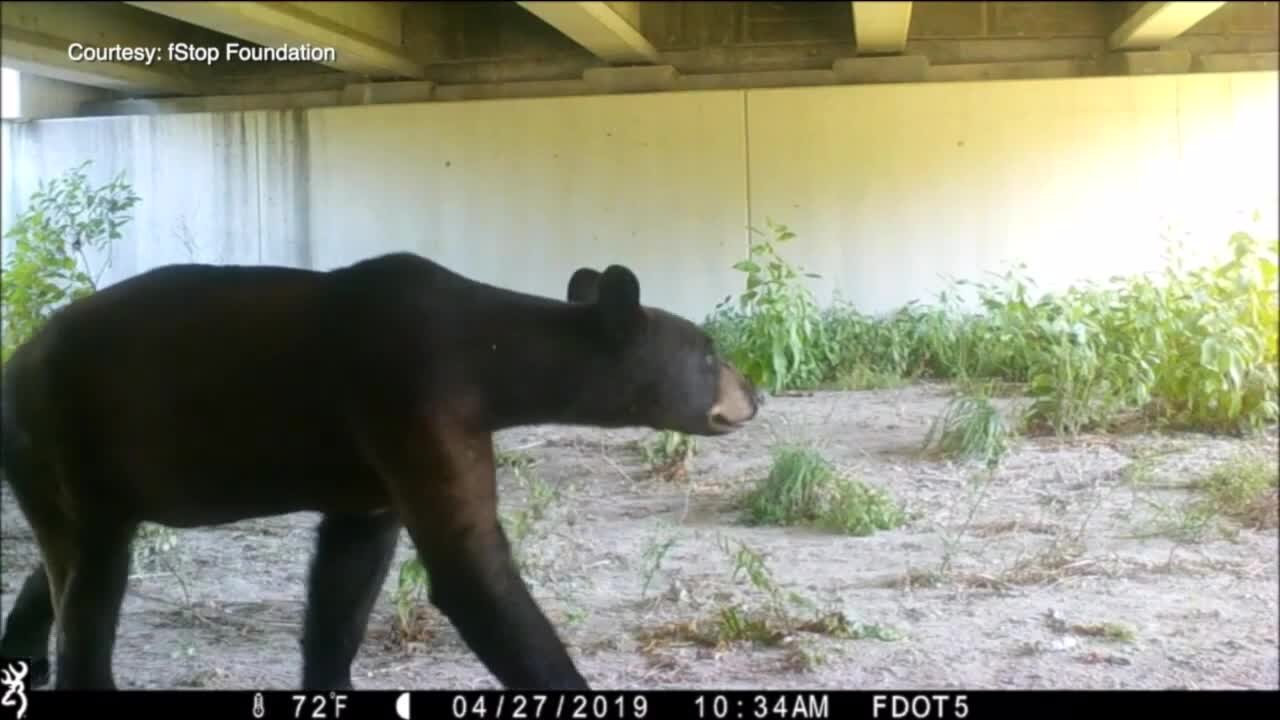 New wildlife crossing will connect ecosystems separated for 50 years