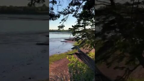 A tree falling off a cliff