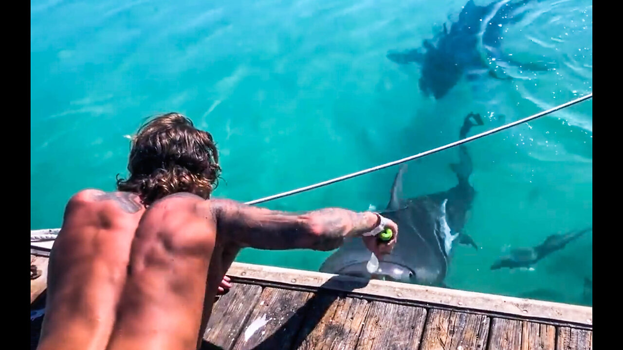 🇮🇹🦈 Italiansharkman & Bull Sharks - Bimini - Bahamas