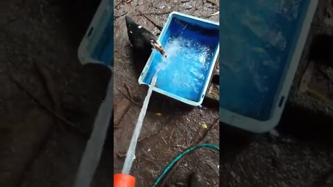 Muscovy girl loves the hose
