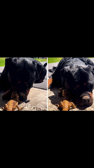 Rottweiler Preciously Cuddles Bearded Dragon Friend
