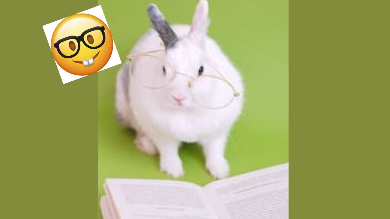 Nerdy Rabbit