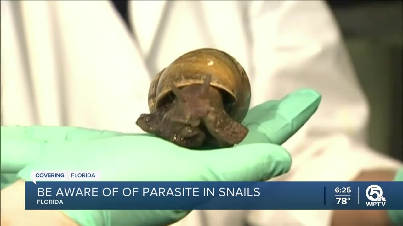 Meningitis-causing giant African land snail detected in Florida