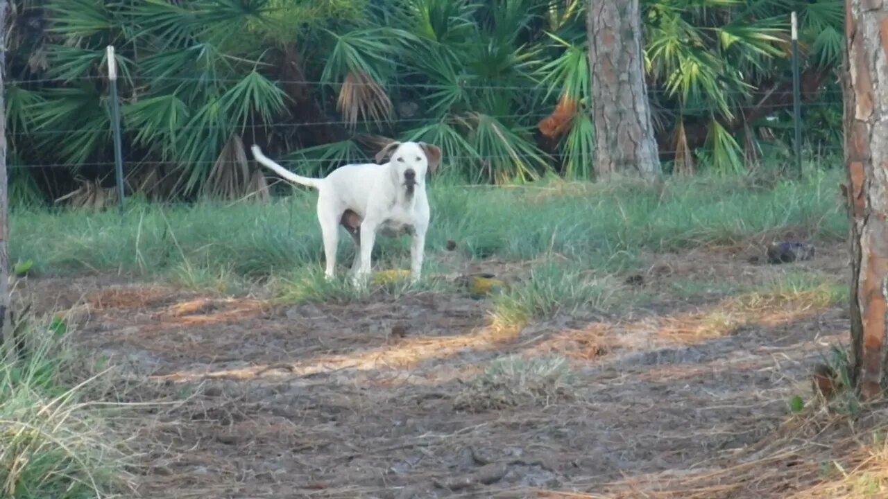 Our 12 year old Cur dog Jethro