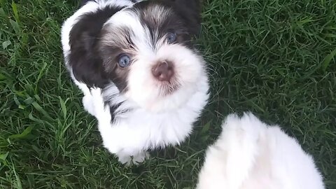 I Litter-Outside Redo Celebrating 6wks today