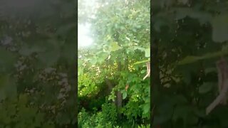 What is edible here? Apples how to identify