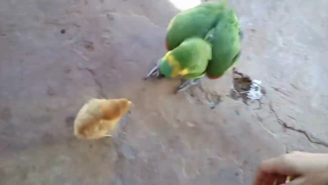 Chick Vs Parrot... a fair fight?