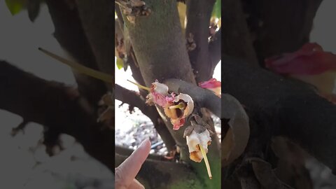 ទុរេនក្រហម