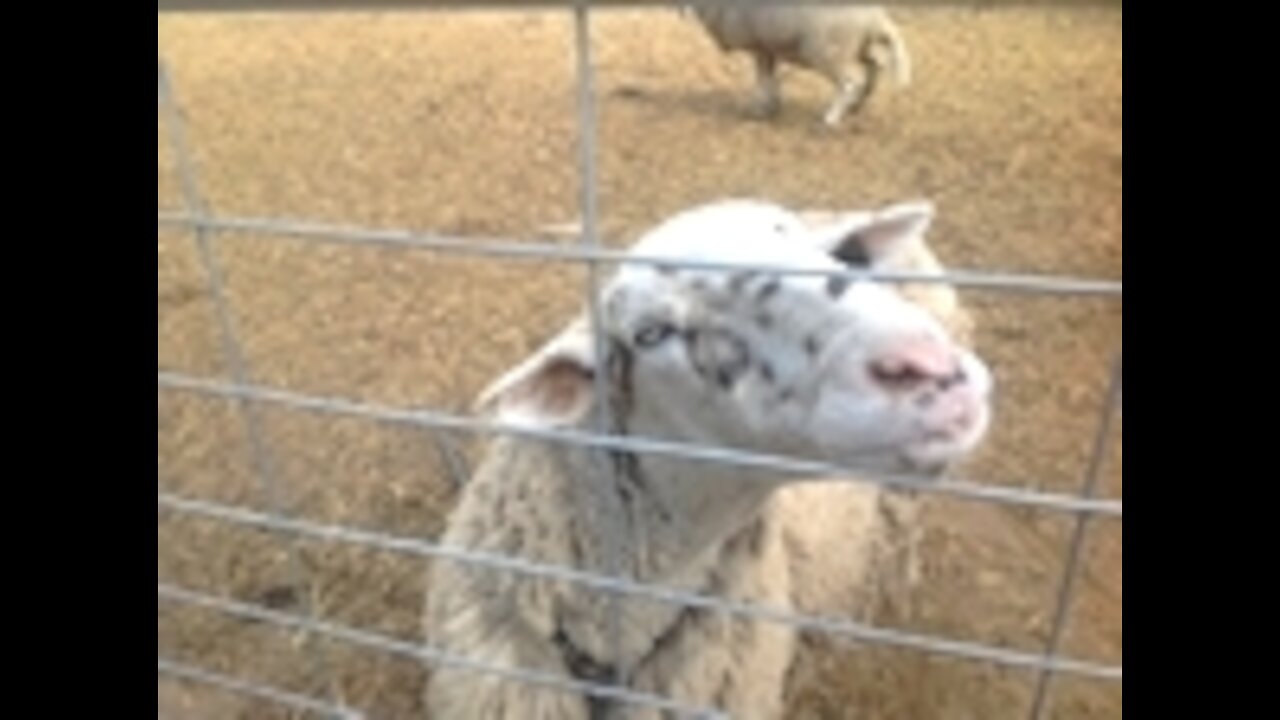 Ewe and twin lambs - Damara Dorper cross