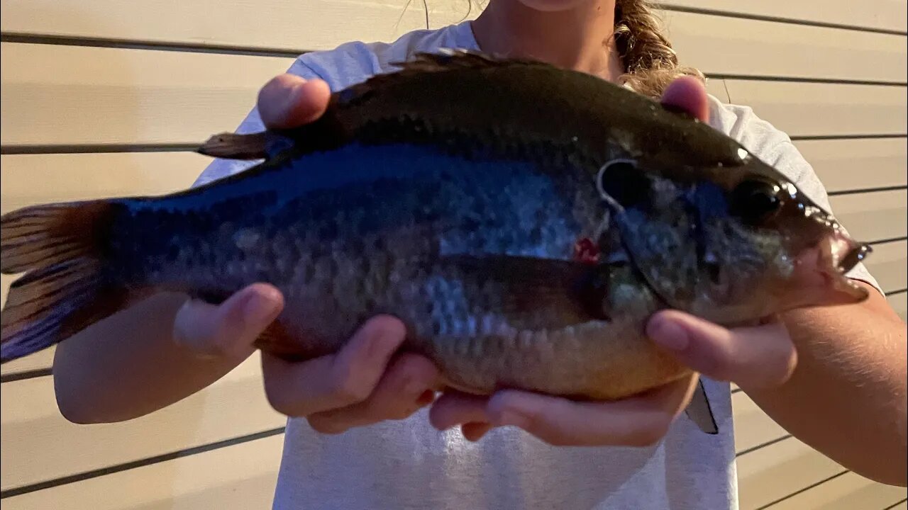 Caught PB Shellcracker on the River