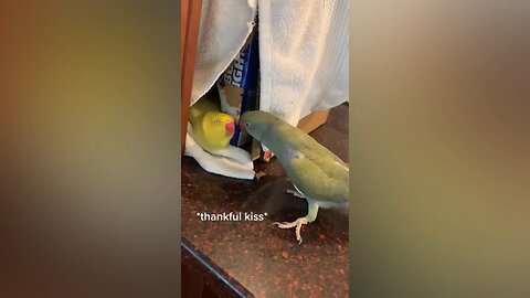 cute bird 😍❤️