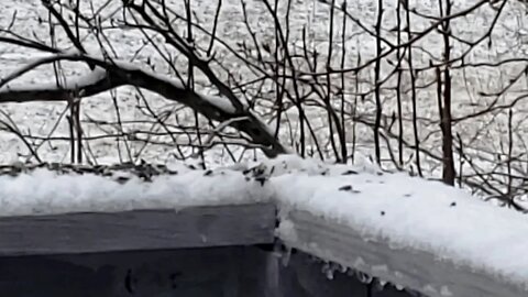 MONEO | Winter Last Year as 2019 ~ #BirdLand