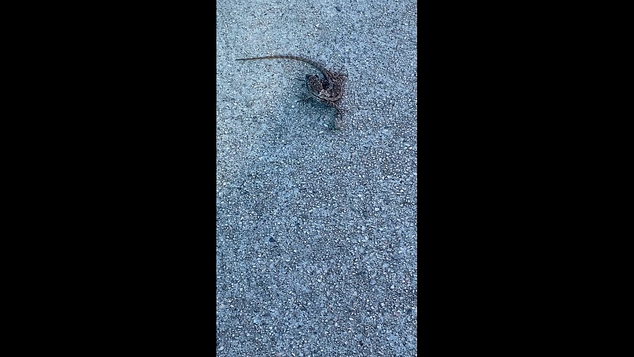 Just Recording The lizard On the Sidewalk #lizard #reptiles