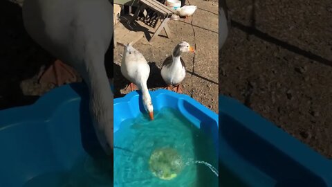 Geese happily wait for their wading pool to fill