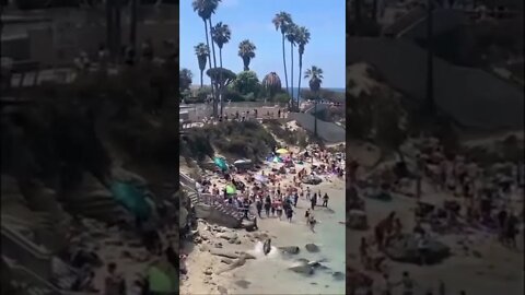 Leoni marini in spiaggia,la gente in fuga