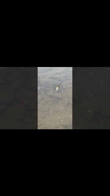 What kind of snake is lurking in my creek???