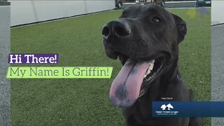 Denver Dumb Friends League: Meet Griffin