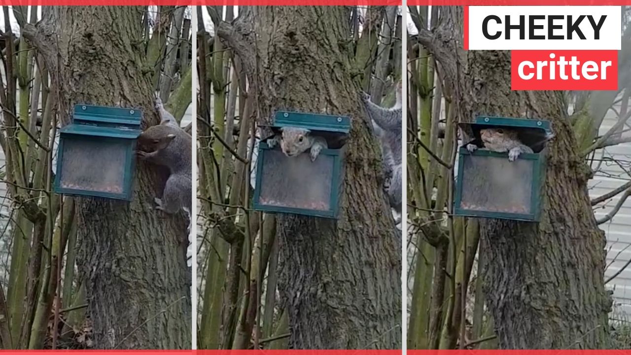 Video shows squirrel's playing 'Jack in the box'