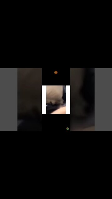 No cat No Life I love cats