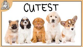 Top CUTEST Dog Breeds GUARANTEED To Melt Your Heart