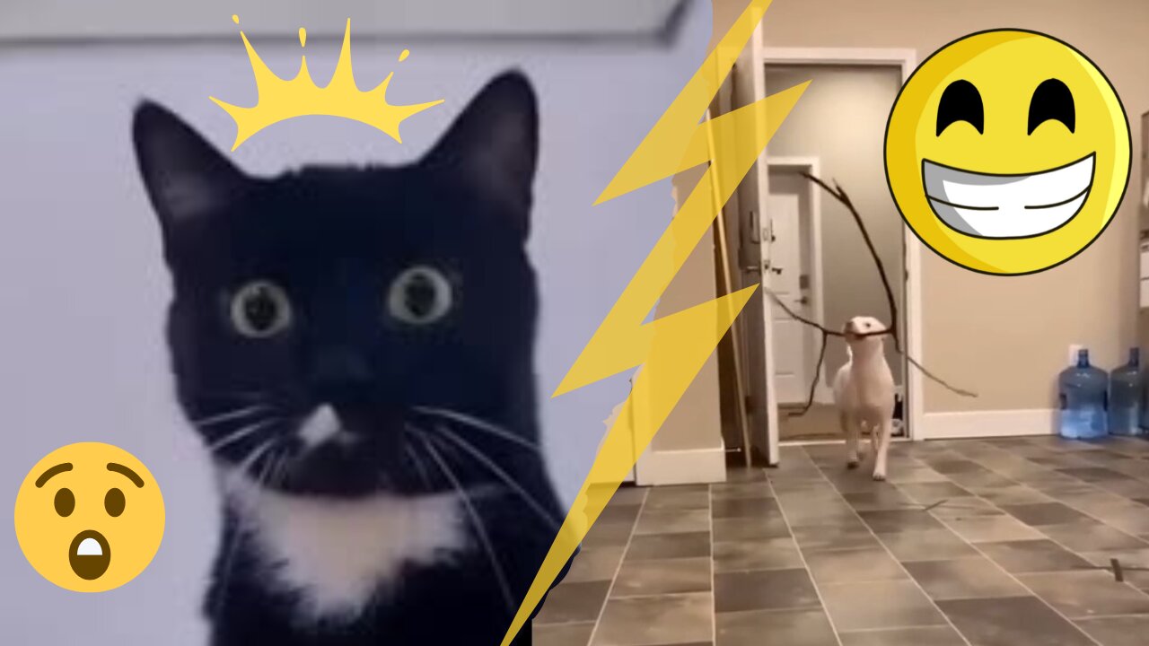 😂funny animal videos that i found for you #60😂#+cuteanimal#dog#cat#funny@viral