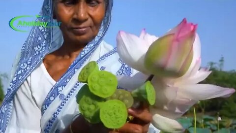 বাংলার ঐতিহাসিক পদ্মফুল l The historical lotus of Bengal