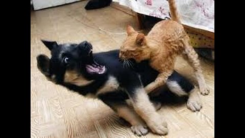 Funny cat and dog vedio