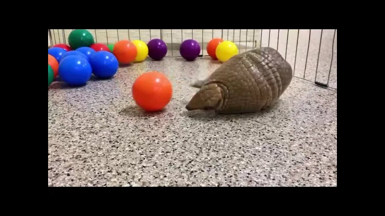 Armadillo cannon