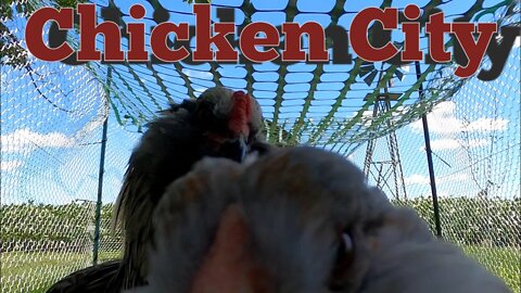 Chicken City - Relaxing Video