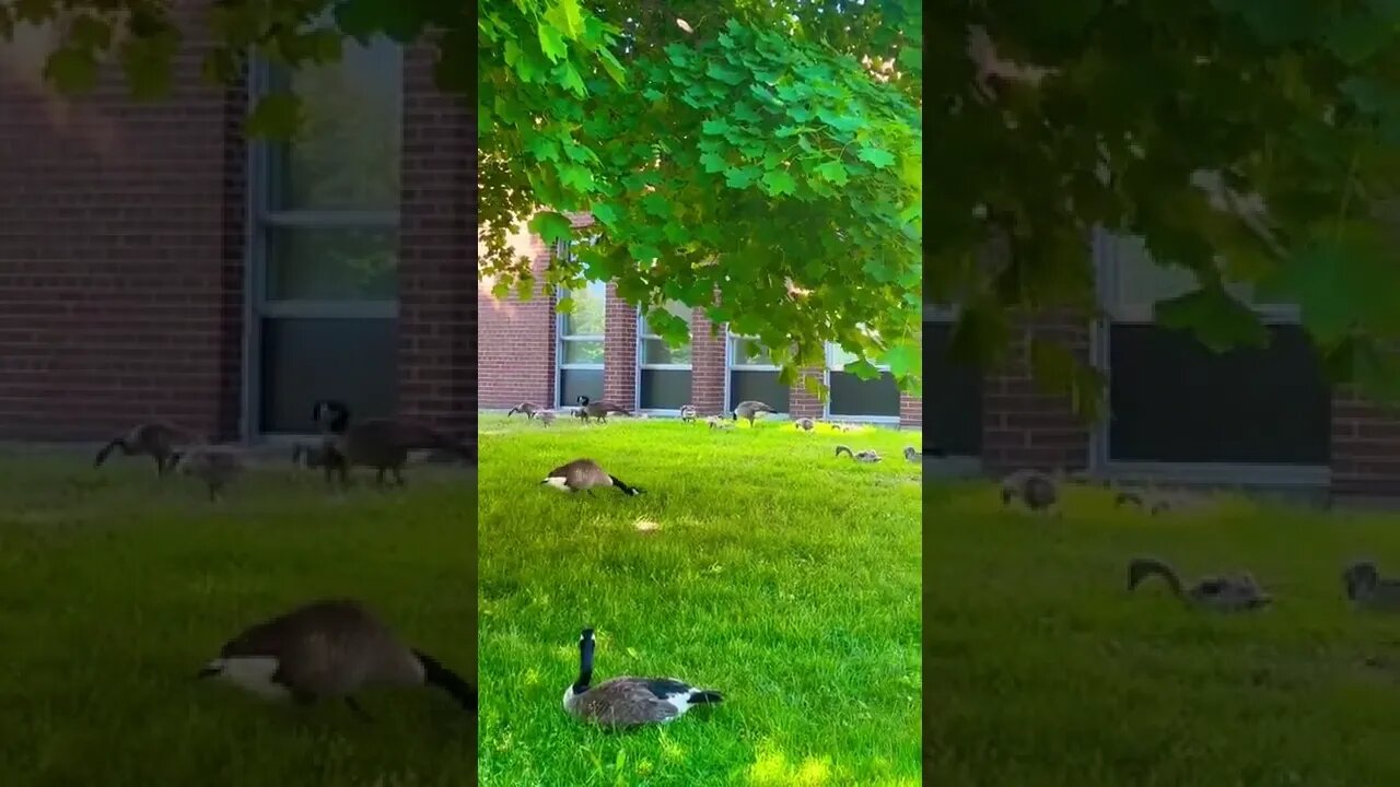 Dashing Canada Goose 🍀🌸🥰🇨🇦 | Greetings | Uplifting shorts | Journal