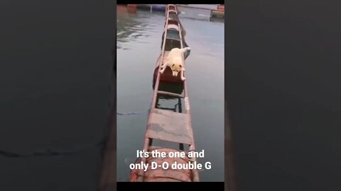 It's the one and only D-O double G #shorts