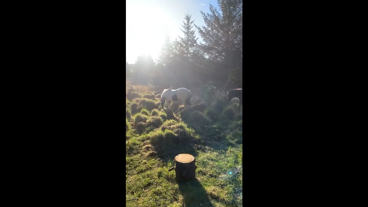 Horses at camp in Dartmoor