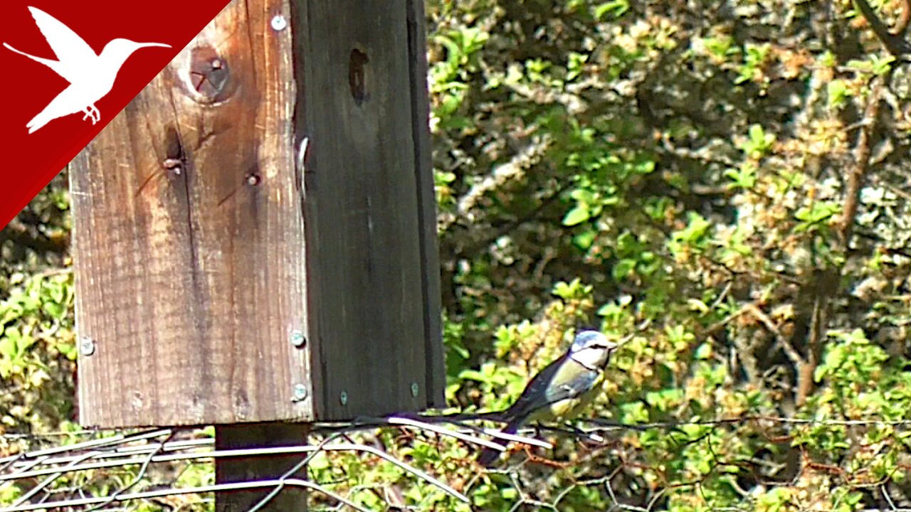 Blue Tit - Cyanistes caeruleus - Nesting