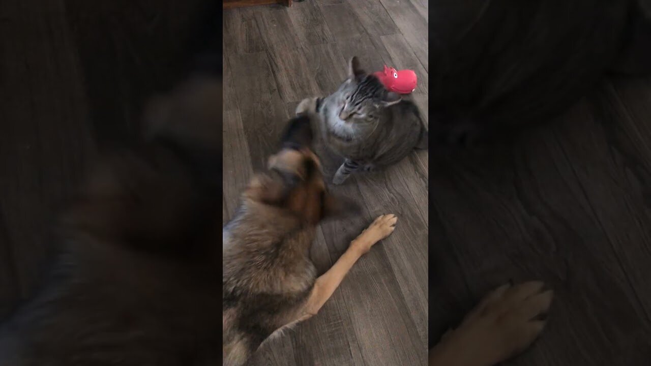 Funny Cat and dog fights