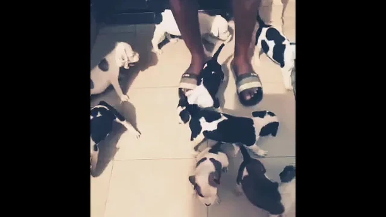 Cute Puppies #shorts