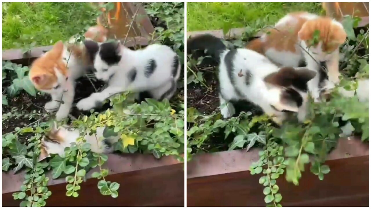 "Jumping for Joy : Three Playful Kittens Frolic in the Garden! "🤗😺