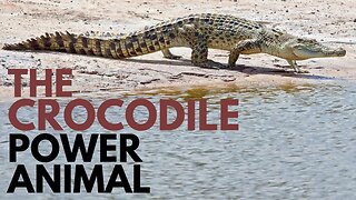 Crocodile Power Animal