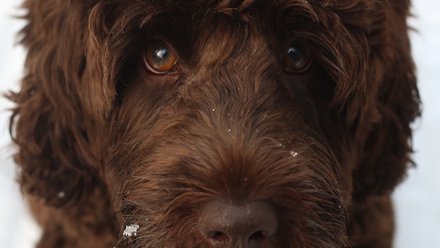 Labradoodle Puppy Stealing his Bag of Bones