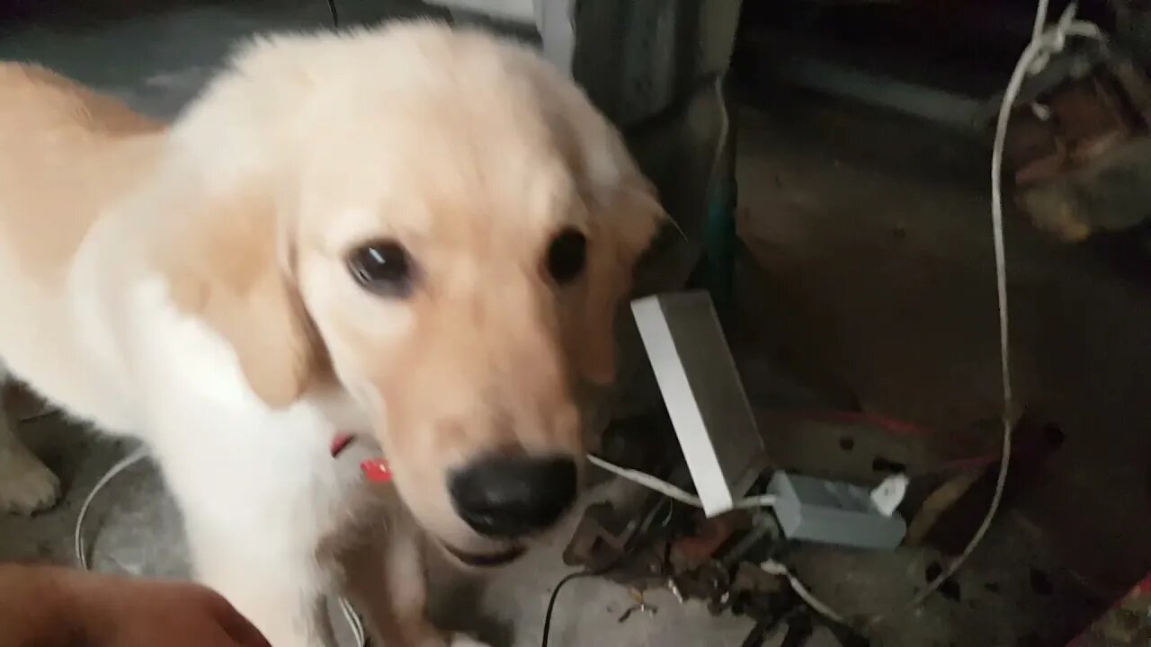 Ranger 2005 - Troca dos amortecedores e balança superior.