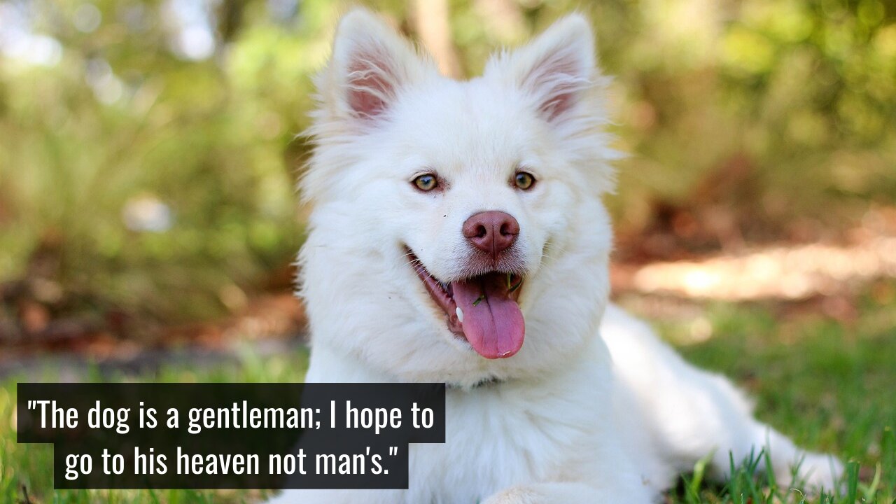 Dog and a Person Hands Doing High-five