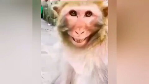 funny animals part 1