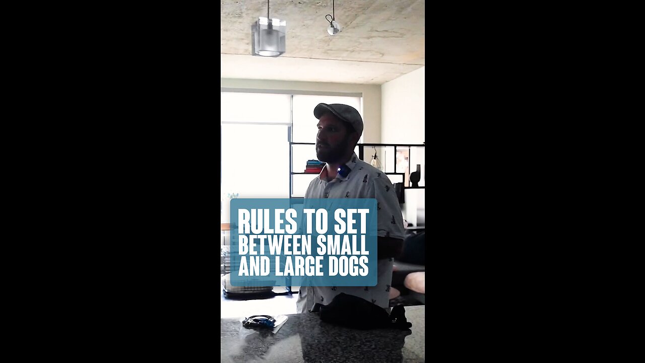 Rules To Set Between Small and Large Dogs