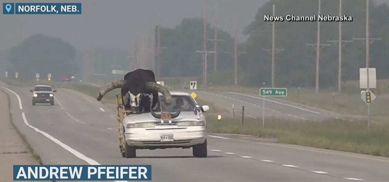 Car with giant bull as passenger pulled over by Nebraska police