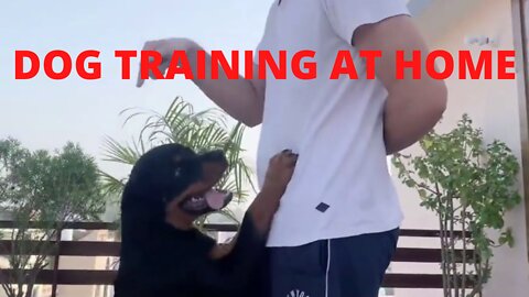 DOG Training