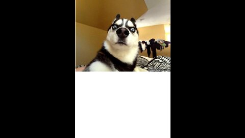 Trolling With Dogs